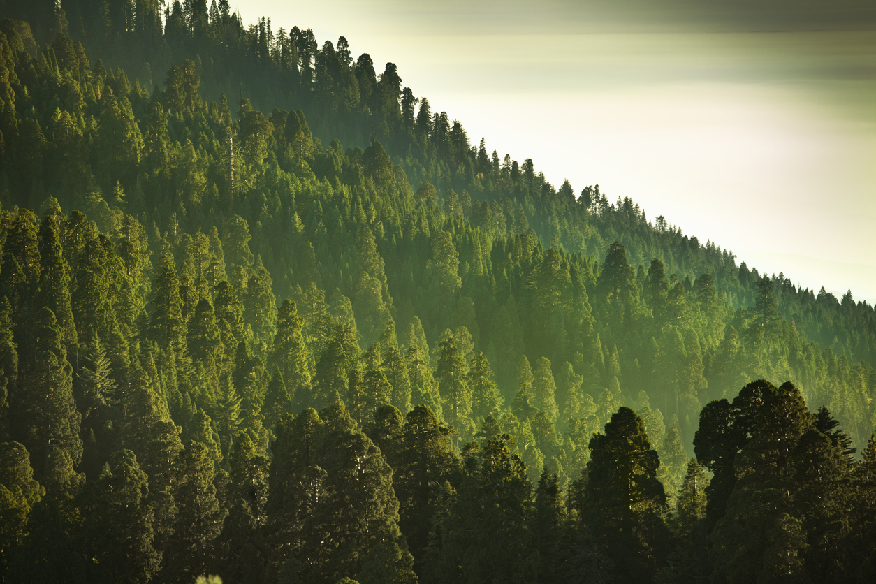 Mist over a forest of trees, cloudy sky in the distance.