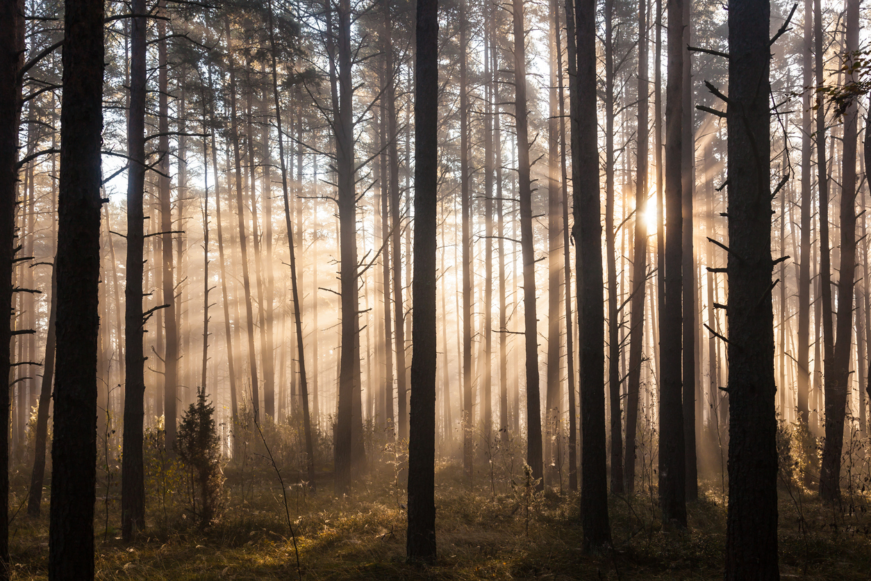 Sunrise through the trees in a forest.
