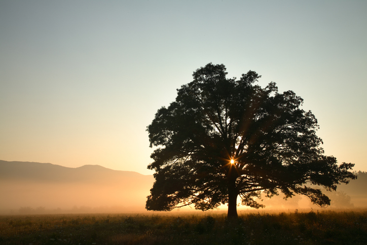 An tree illuminated from behind at sunrise.