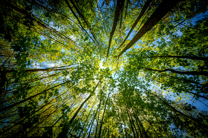A view through trees in a forest up towards a sunny sky.