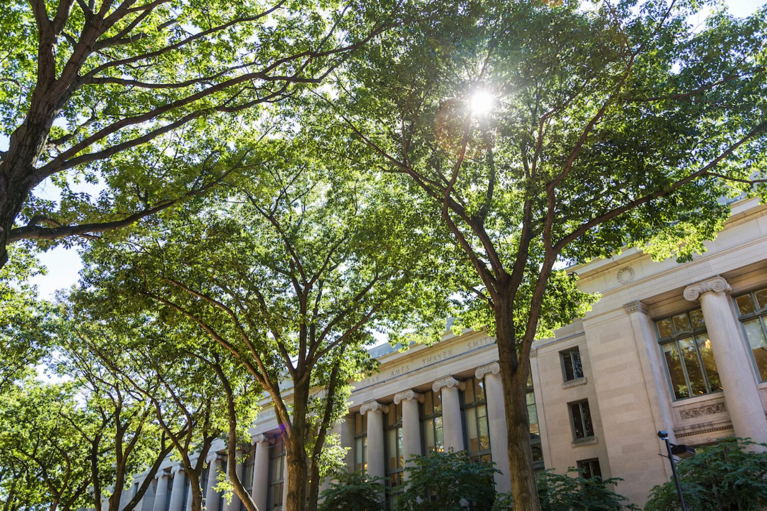 Sunlight through the tops of the trees surrounding the Harvard Law Library.