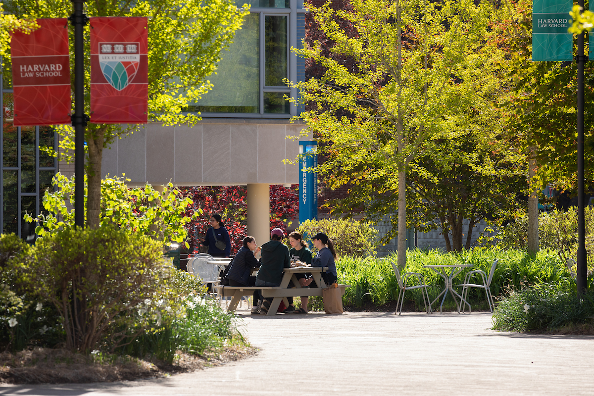 Students sit a picnic table surrounded by blooming trees on the Harvard Law School campus.
