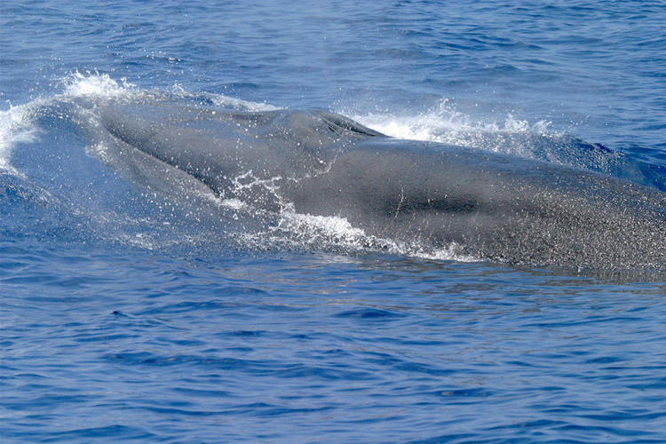 A whale surfacing.