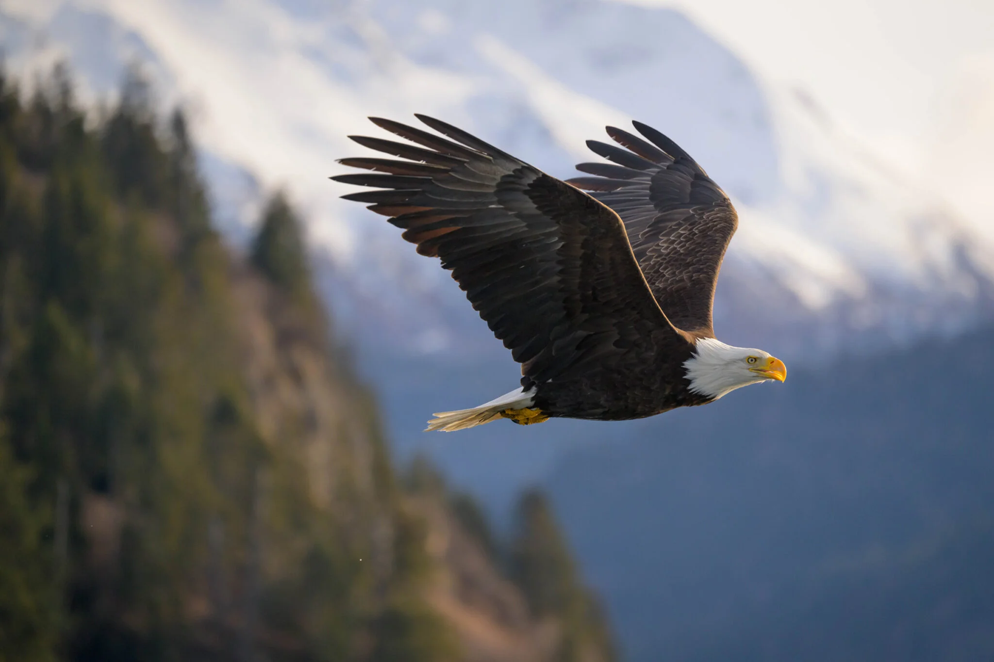 Bald eagle flying.