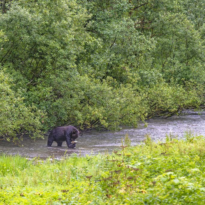 A grizzly bear catching a salmon in a tree-lined creek.